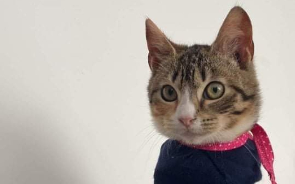 
        Zbiórka Dla kotki - zdjęcie główne
    