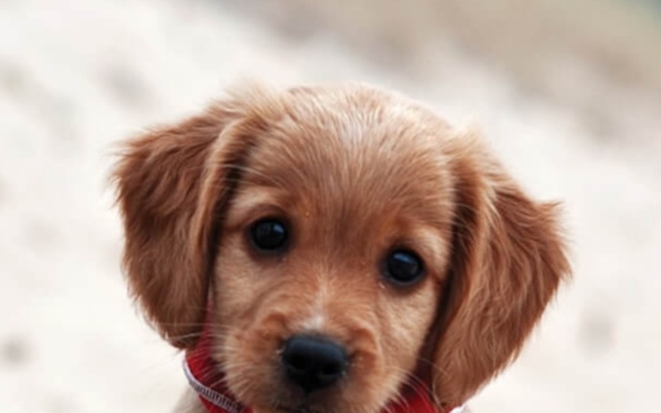 
        Zbiórka Potrzebuje pomocy dla siebie - zdjęcie główne
    