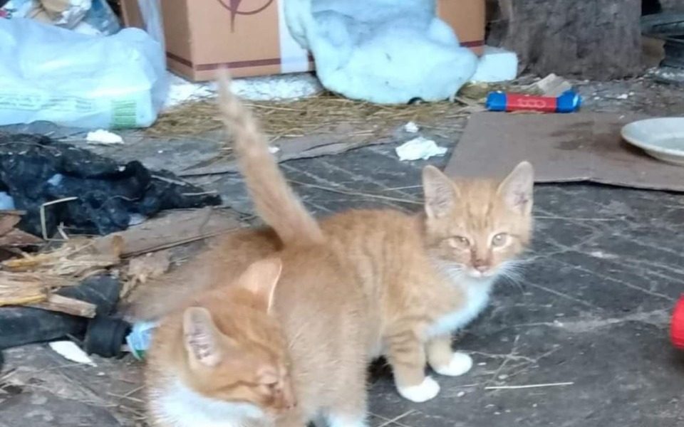 
        Zbiórka Zaniedbane zwierzęta - zdjęcie główne
    