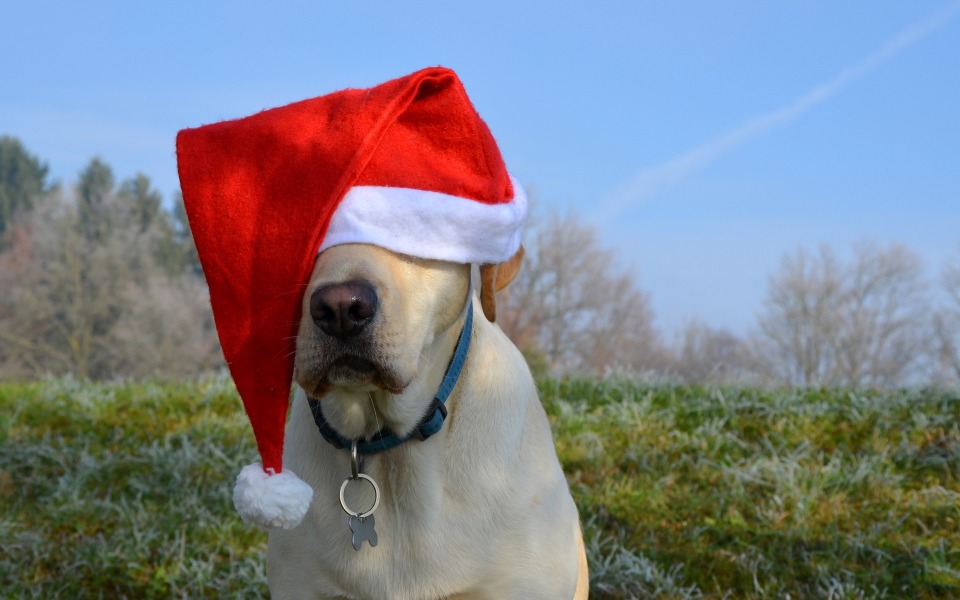 Zbiórka Pieskowa Gwiazdka - zdjęcie główne