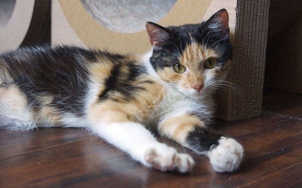 
        Zbiórka Aparatka bardzo chce żyć... - zdjęcie główne
    