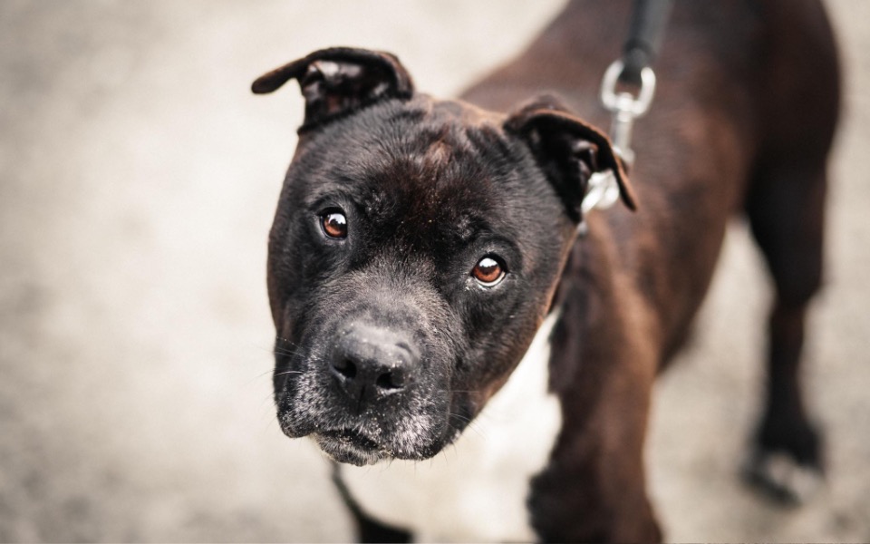 
        Zbiórka Na pomoc Psikusowi - zdjęcie główne
    