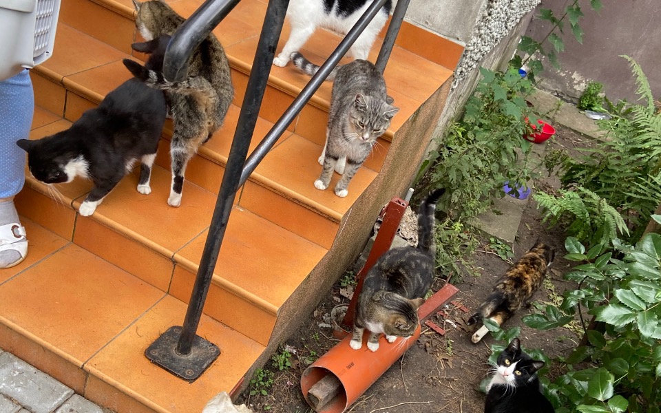 
        Grupa kotów schodzących po schodach w ogrodzie.
    