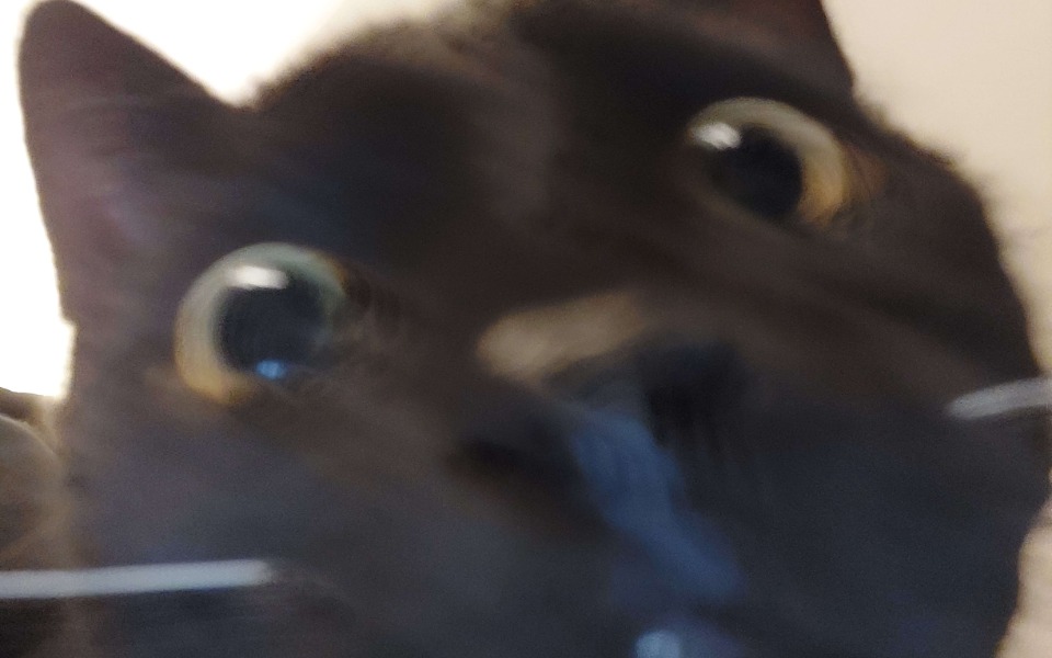 
        Zbiórka Operacja Fetunga mojego kotka - zdjęcie główne
    