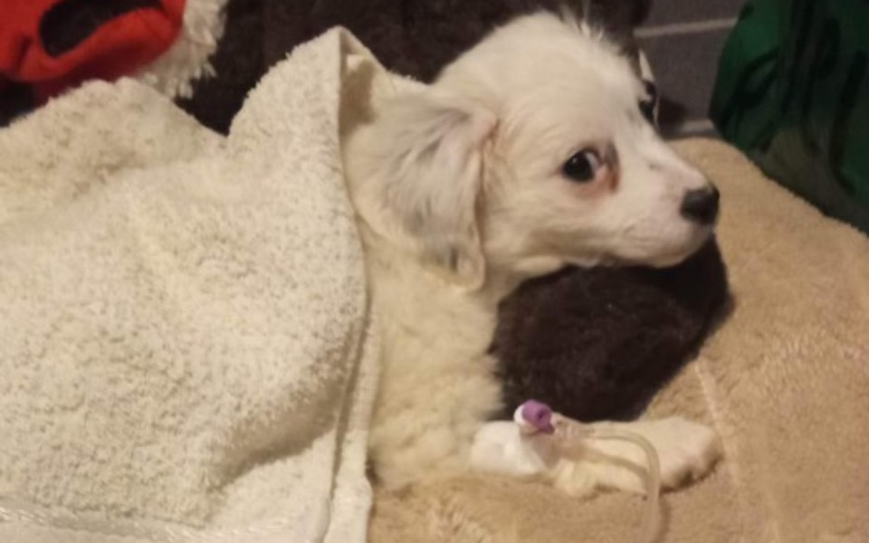 
        Zbiórka Na leczenie parwowirozy u Luny - zdjęcie główne
    