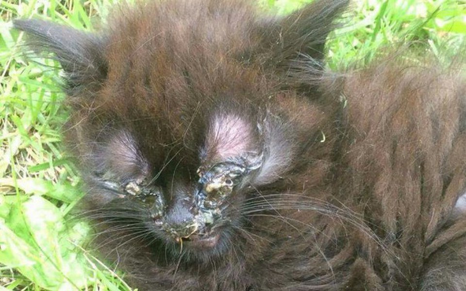 
        Zbiórka Niewidome kocie maleństwo - zdjęcie główne
    