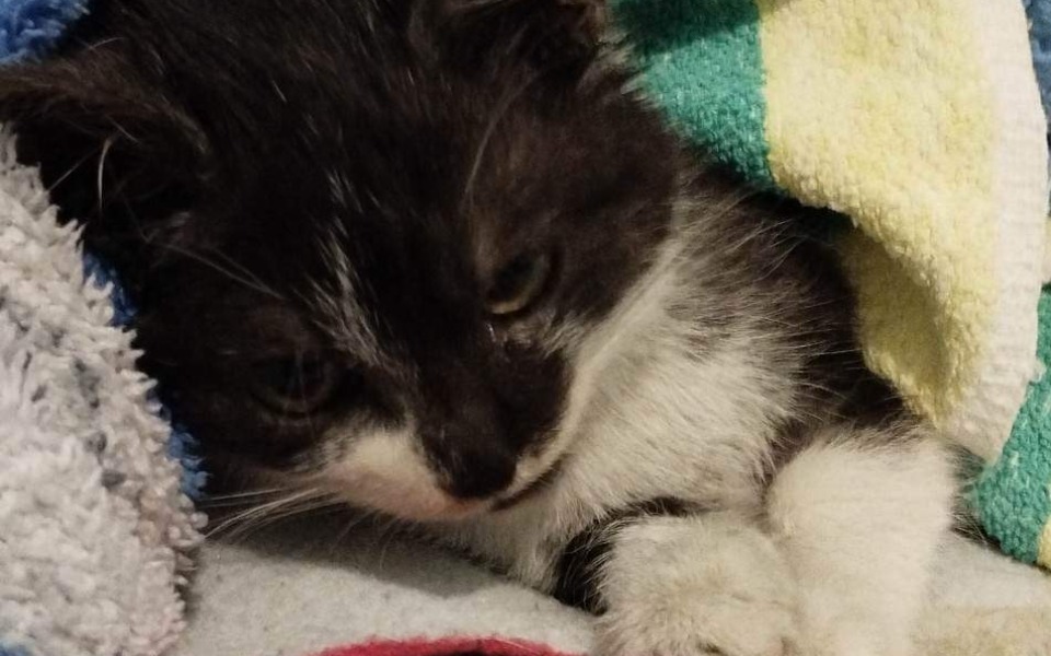 
        Zbiórka Leczenie małej kotki - zdjęcie główne
    