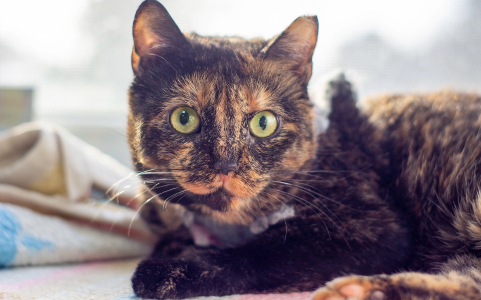 
        Zbiórka Mruczarnia. Grudzień - zdjęcie główne
    