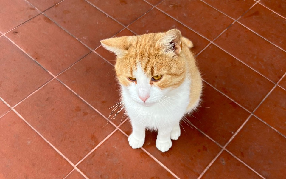 
        Zbiórka Pomoc dla bezdomnych kotów lasu - zdjęcie główne
    