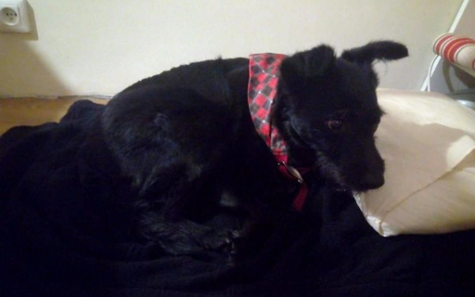 
        Zbiórka Zbiórka na leczenie suczki. - zdjęcie główne
    