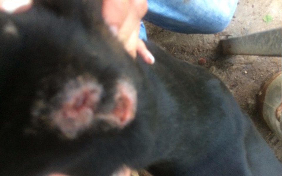 
        Zbiórka Rex z raną na głowie - zdjęcie główne
    