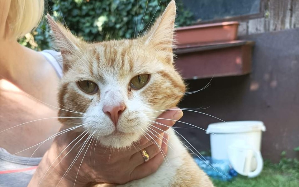 
        Zbiórka Na budki dla kotów i karmę - zdjęcie główne
    