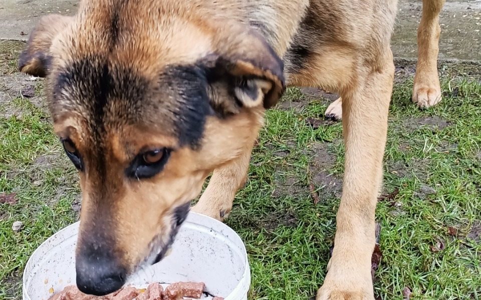 
        Zbiórka Buda dla Diego - zdjęcie główne
    