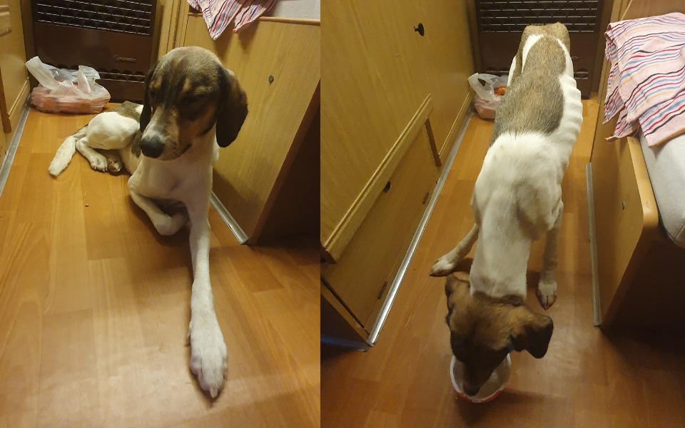 
        Zbiórka Leczenie Łaciatego w Azji - zdjęcie główne
    