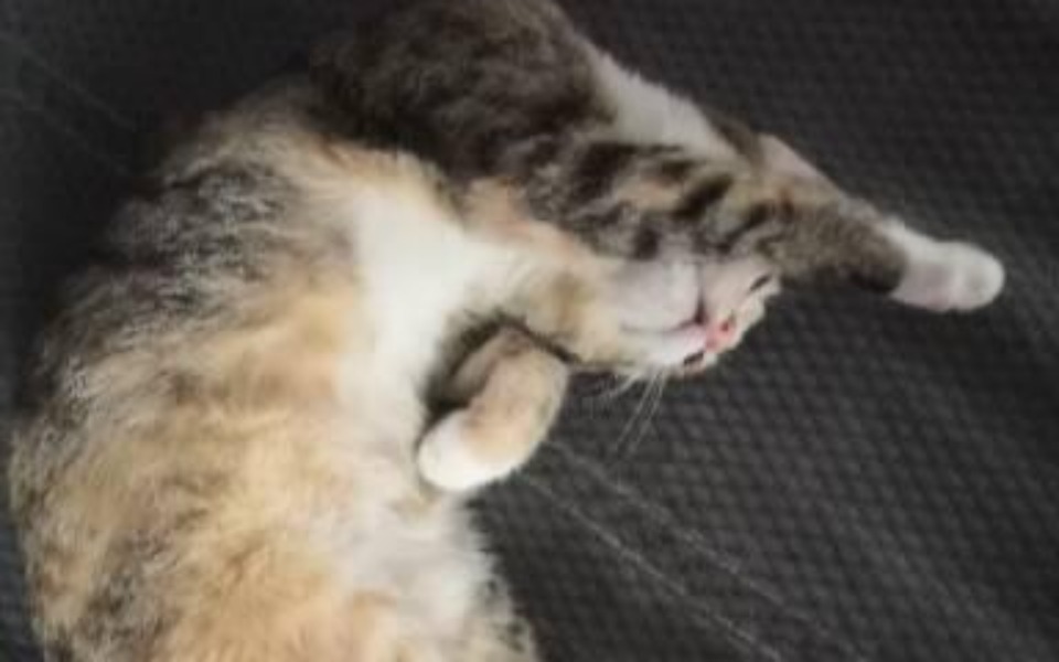 
        Zbiórka Kotka Pysia potrzebuje leczenia - zdjęcie główne
    