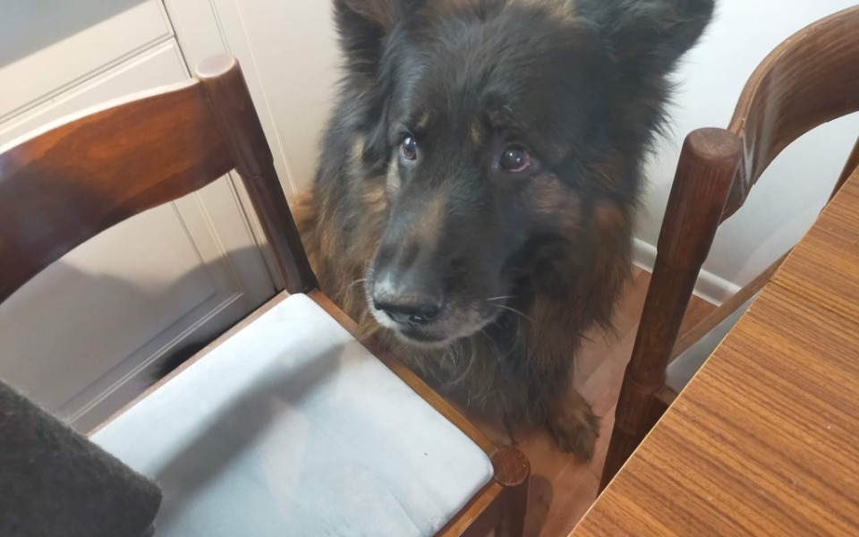 
        Zbiórka Na mojego najukochańszego pieska - zdjęcie główne
    