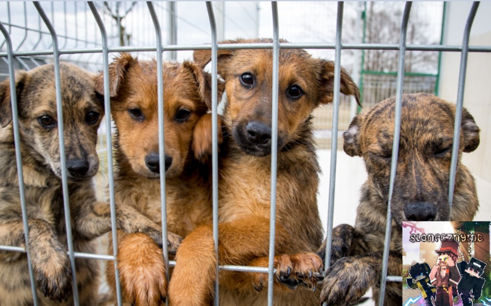 
        Zbiórka Słonecznymc.pl dla zwierząt - zdjęcie główne
    