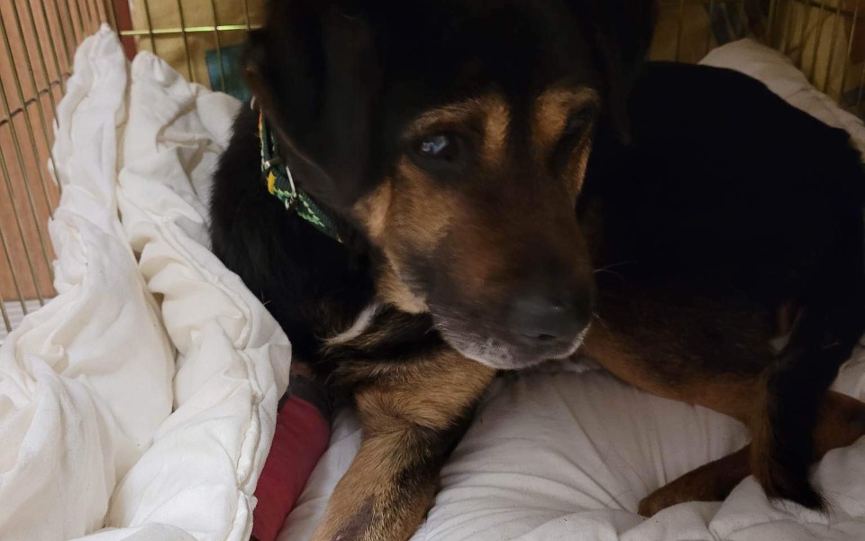 
        Zbiórka Na operację psa Majora - zdjęcie główne
    