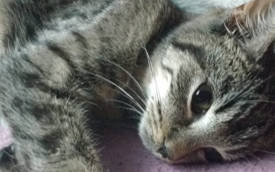 Zbiórka Panna Szprotka walczy - zdjęcie główne