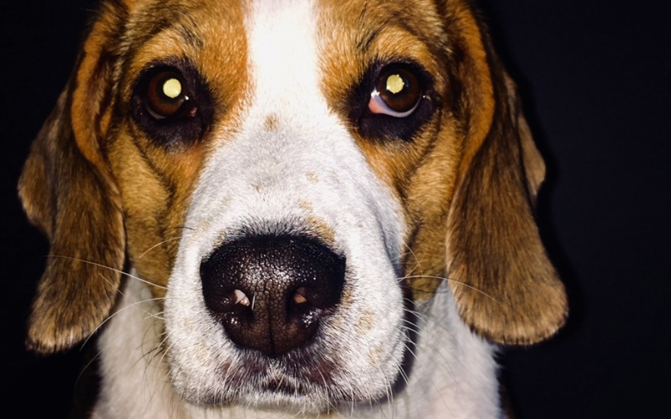 
        Zbiórka Leczenie hospitalizacyjne Emi - zdjęcie główne
    