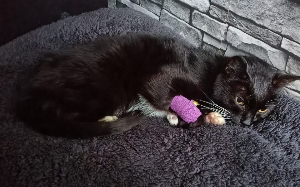 
        Zbiórka Daj szansę Luckowi - zdjęcie główne
    