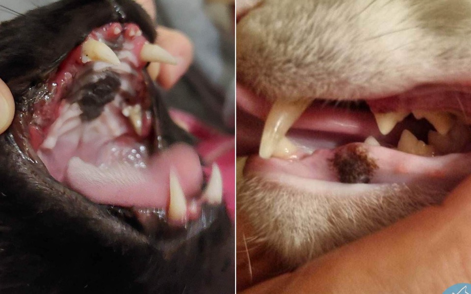 Zbiórka Uwalniamy kotki od bólu zębów - zdjęcie główne