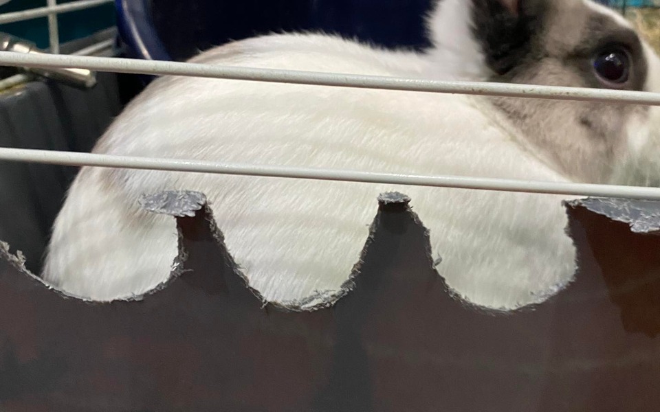 
        Zbiórka Na nową klatkę dla Tygryni - zdjęcie główne
    