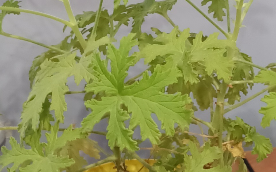 
        Zbiórka Zbieram na jedzenie na święta - zdjęcie główne
    