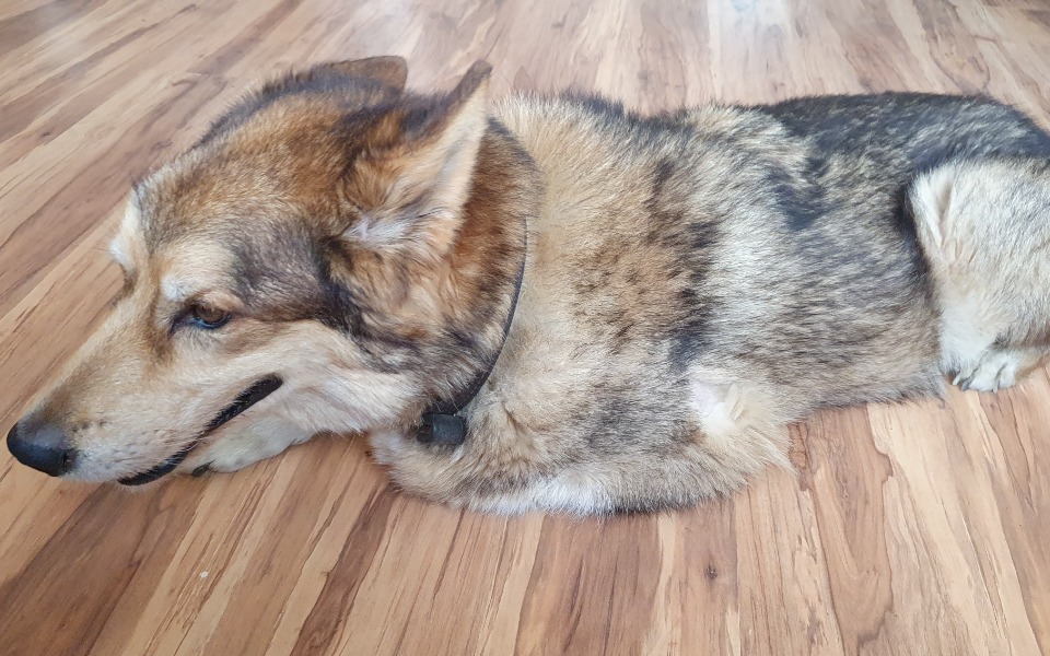 Zbiórka Lolek potrzebuję pomocy - zdjęcie główne