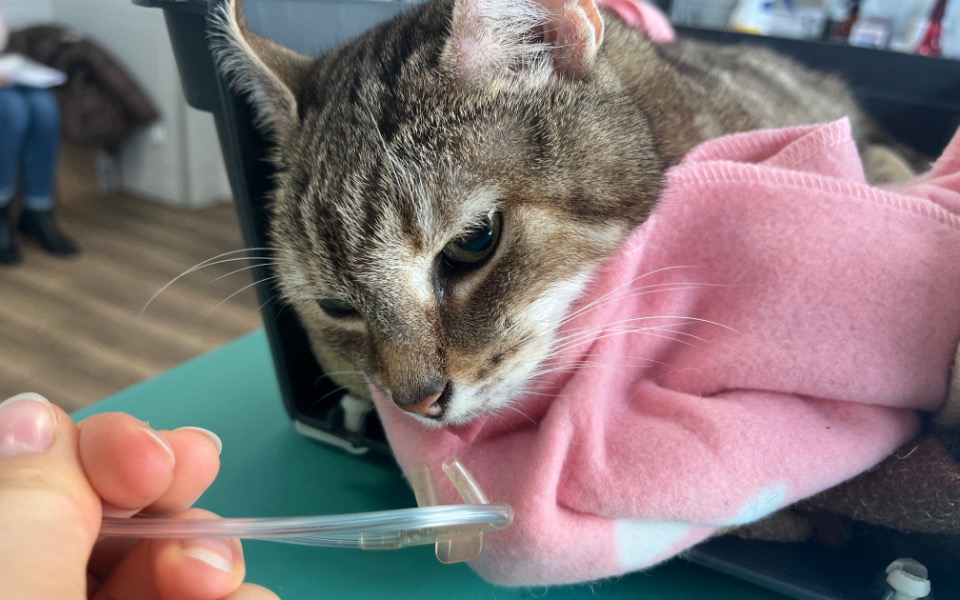 
        Zbiórka Ratunek dla Kotu - zdjęcie główne
    