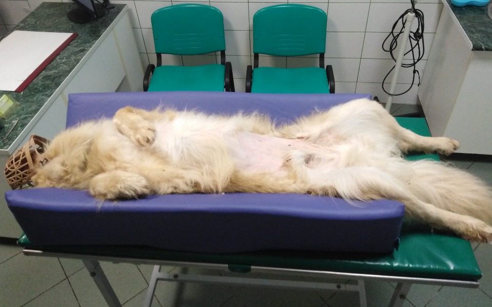 
        Zbiórka Na badanie TK dla Blondyna - zdjęcie główne
    