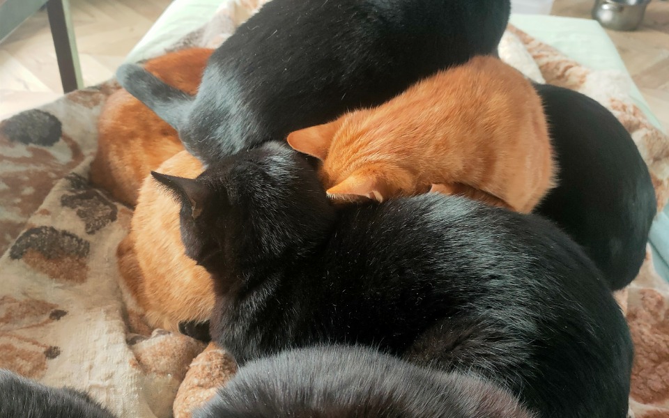 
        Zbiórka Na koty po przejściach - zdjęcie główne
    