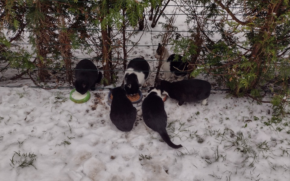 
        Zbiórka Przetrwanie zimy dla kotów - zdjęcie główne
    