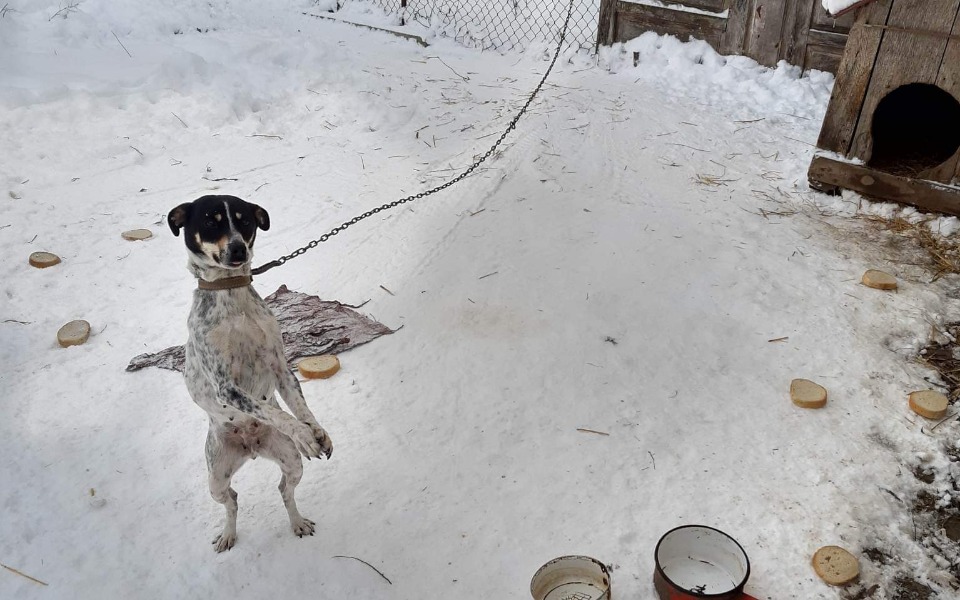 
        Zbiórka Transport bied z łańcucha. - zdjęcie główne
    