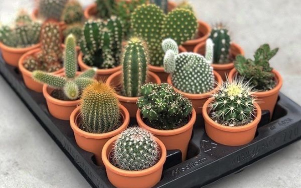 
        Zbiórka Na kaktusy - zdjęcie główne
    