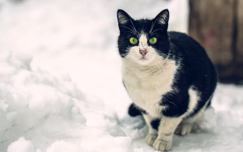 
        Zbiórka Na rzecz bezdomnych zwierząt - zdjęcie główne
    