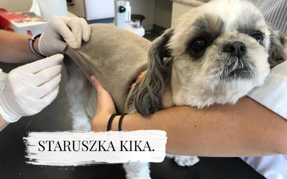 
        Zbiórka Grosik dla chorej Kiki. - zdjęcie główne
    