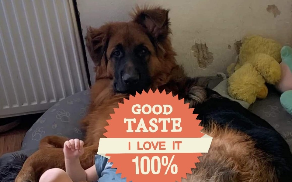 Zbiórka Psie Dziecko - zdjęcie główne