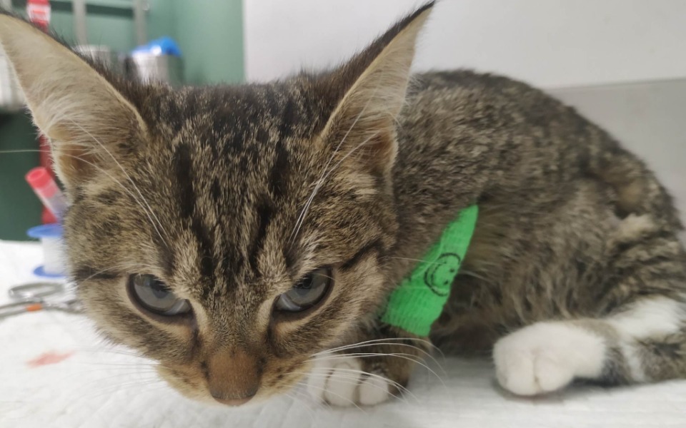 
        Zbiórka Wyrok śmierci dla Gwiazdki - zdjęcie główne
    