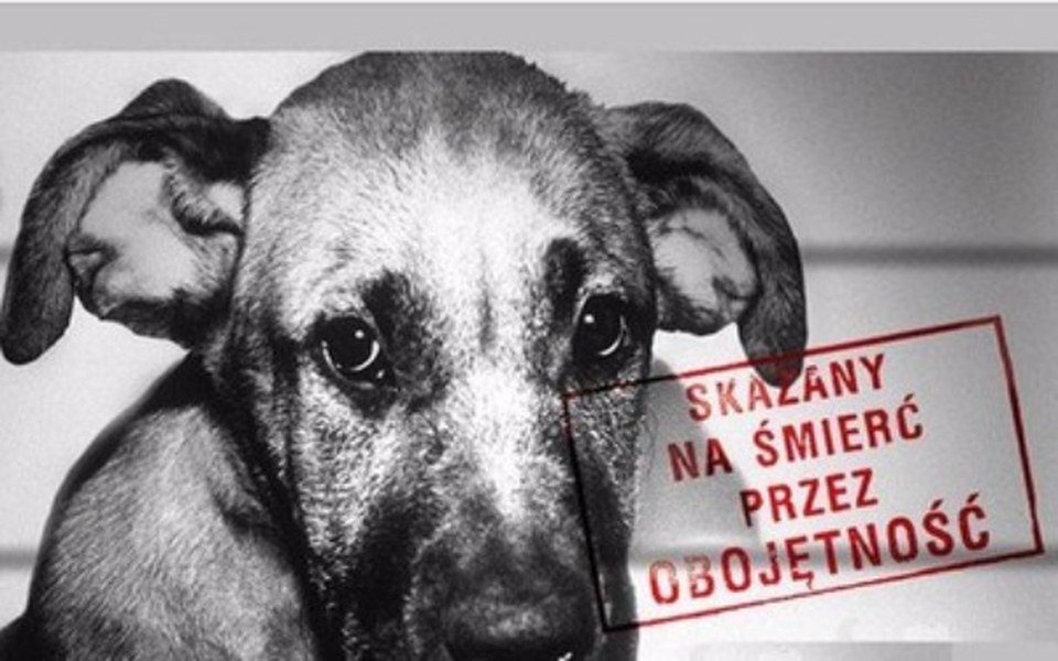 
        Zbiórka Pomagamy Zwierzętom w Upalne Dni - zdjęcie główne
    