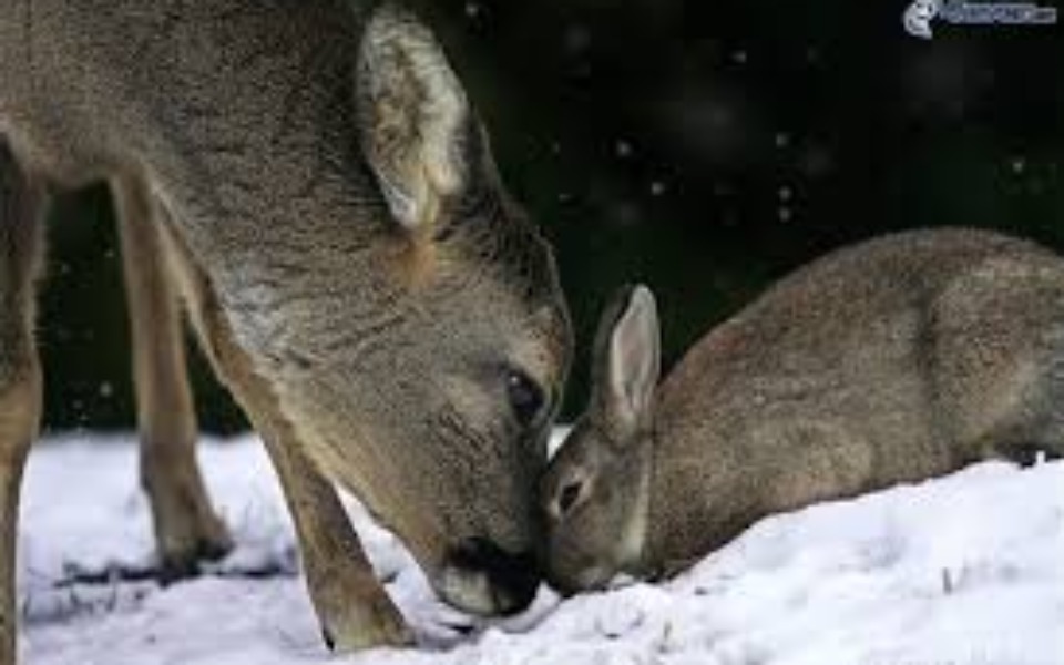 
        Zbiórka Dla dzikich zwierząt zima - zdjęcie główne
    