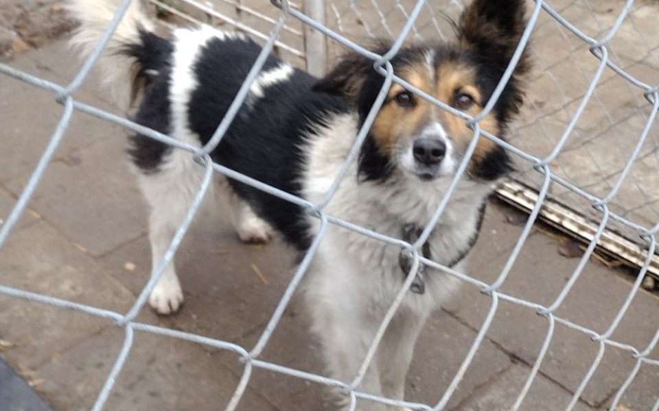 
        Zbiórka Na zasłony do psich bud - zdjęcie główne
    