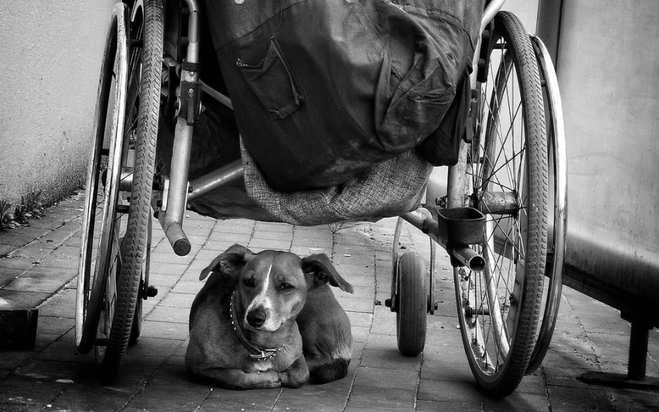 
        Zbiórka Budy dla bezdomnych psiaków - zdjęcie główne
    