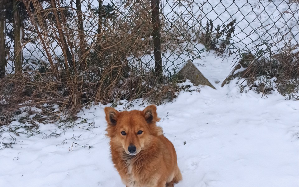 
        Zbiórka Zbiórka na transport Rudego. - zdjęcie główne
    