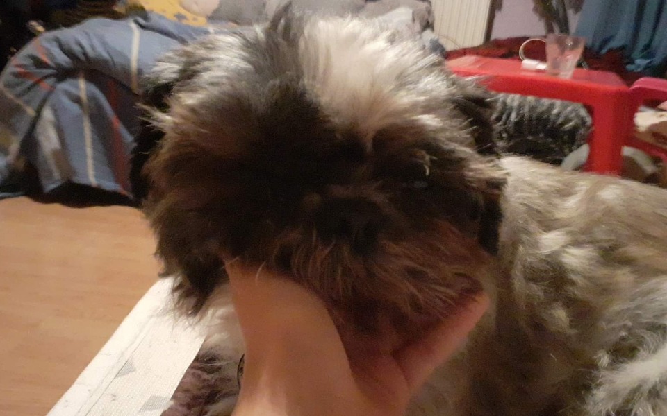 
        Zbiórka Mój piesek ma raka - zdjęcie główne
    