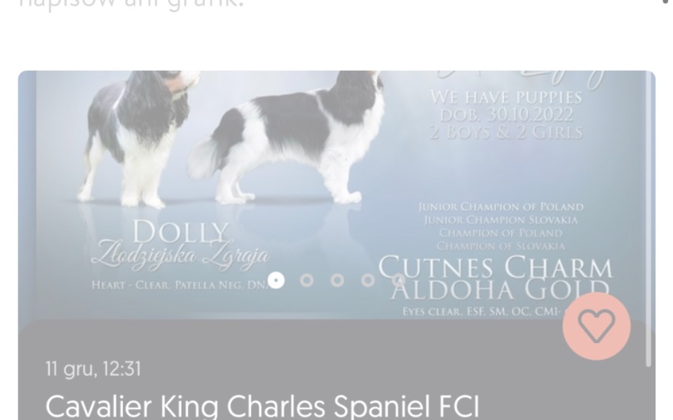 
        Zbiórka Na drugiego cavisia - zdjęcie główne
    