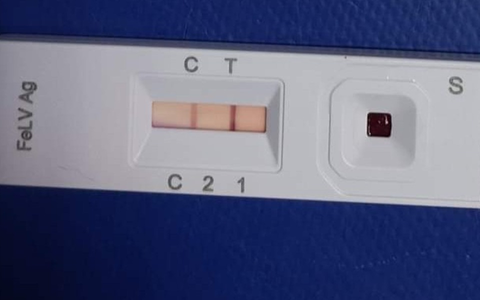 Zbiórka Białaczka , po lepsze życie - zdjęcie główne