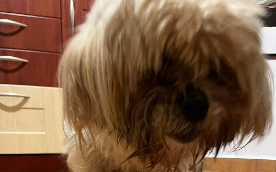 Zbiórka Na leczenie chorej shihtzu - zdjęcie główne