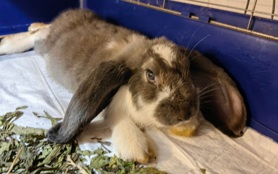 
        Zbiórka Na interwenciaki małe i duże - zdjęcie główne
    