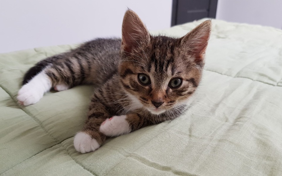 
        Zbiórka Ratujmy życie małego Alvina - zdjęcie główne
    